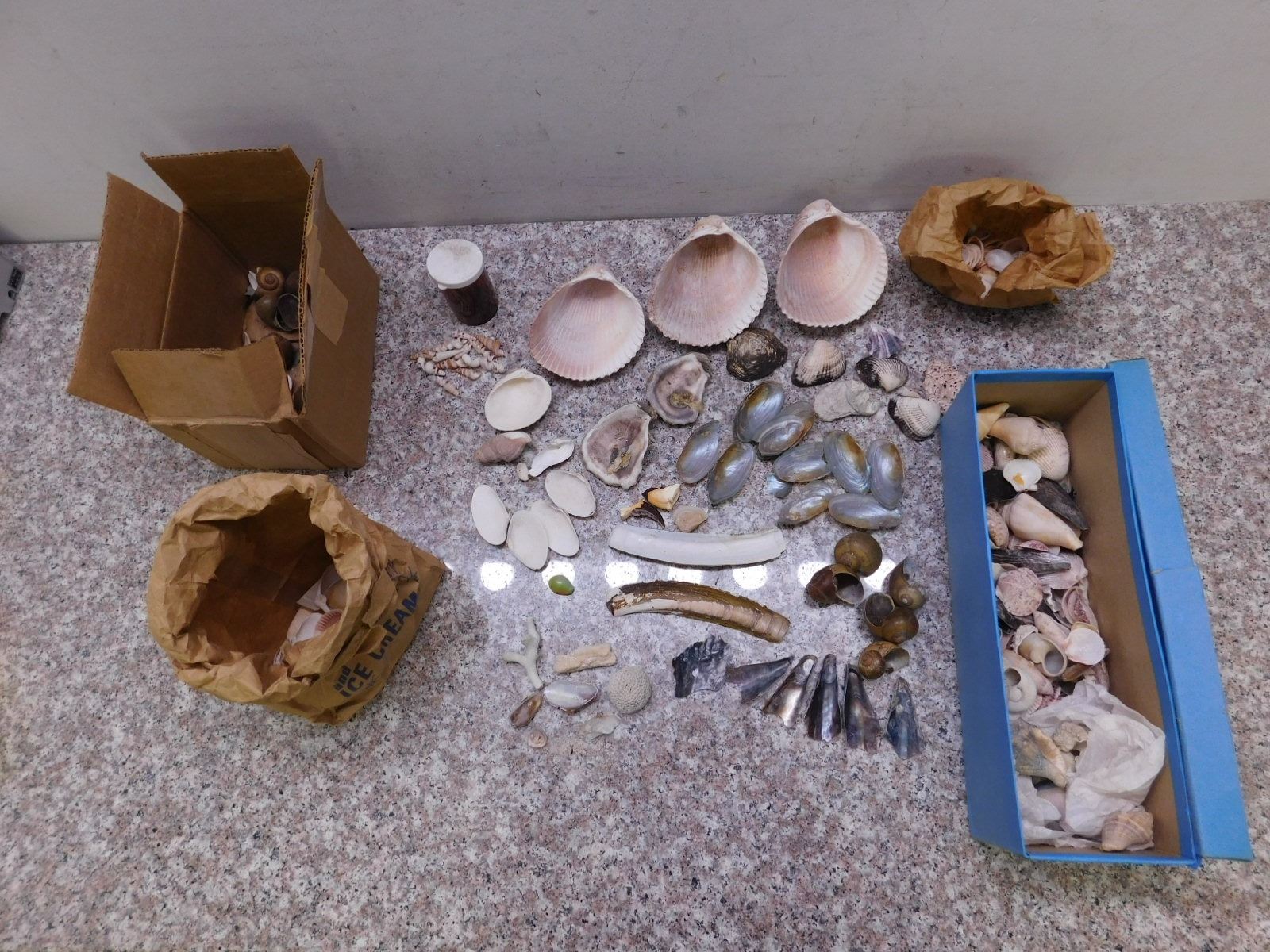 Lot of Misc Shell Specimens Snail Shells Oyster Mussel Clam Nova Scotia ...