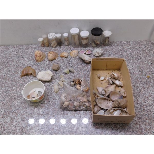 Lot of Labelled Organized Shell Specimens Scallop Clam Etc 1970s ...