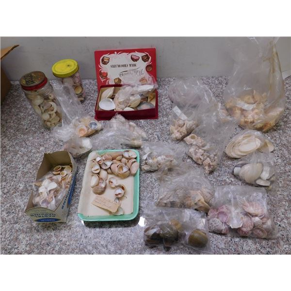 Bundle of Assorted Labelled circa 1972 Florida Sea Shells Specimens ...