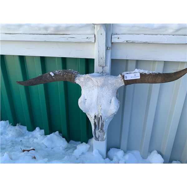 Cow Skull w/ Horns