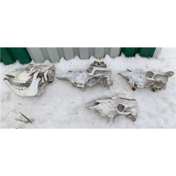 4 x Cow Skulls