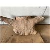 Image 1 : Bison Skull