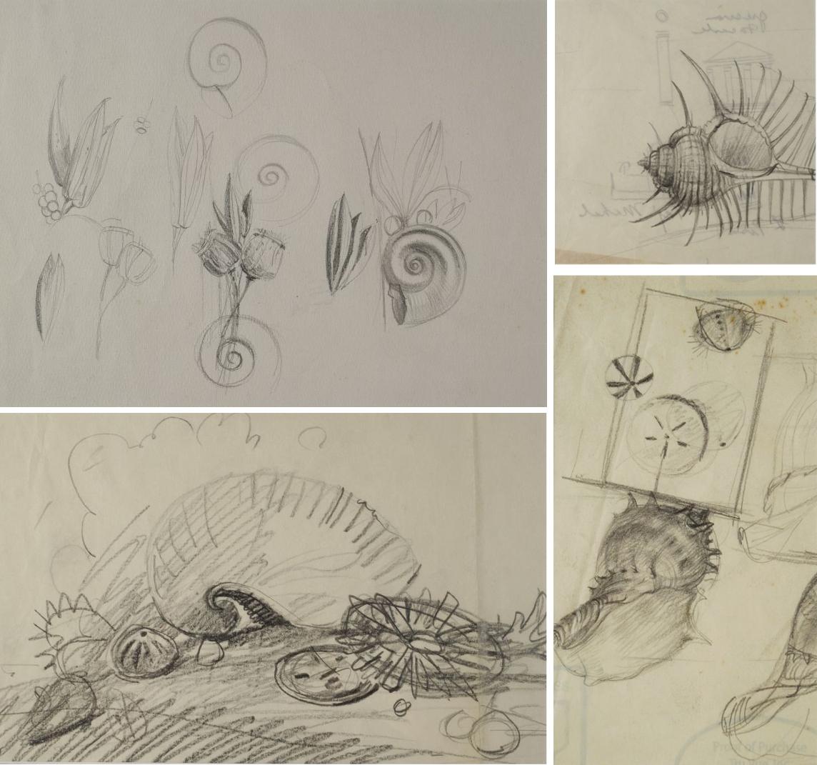 Paul Riba (1912-1977) A Group of Four Shell Studies, Graphite on Paper