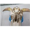 Image 8 : Painted Skull w/ Horns Wall Hanging 10"L x 25"W