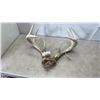 Image 1 : DEER ANTLERS