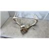 Image 1 : DEER ANTLERS