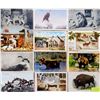 Image 1 : Animals Approx. 400 Cards