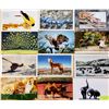 Image 2 : Animals Approx. 400 Cards