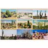 Image 1 : Cactus 250+ Cards