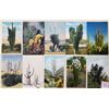Image 2 : Cactus 250+ Cards