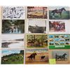Image 1 : Animals Approx. 300 Cards