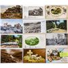 Image 3 : Sheep _ Animals 325+ Cards