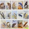 Image 3 : 2 Groups of 50 National Audubon Soc. Birds Set Cards