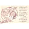 Image 1 : Woman's Christian Temperance Union Pledge Postcard