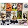 Image 25 : Animals 300+ Postcards