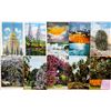 Image 13 : California Approx. 400 Cards