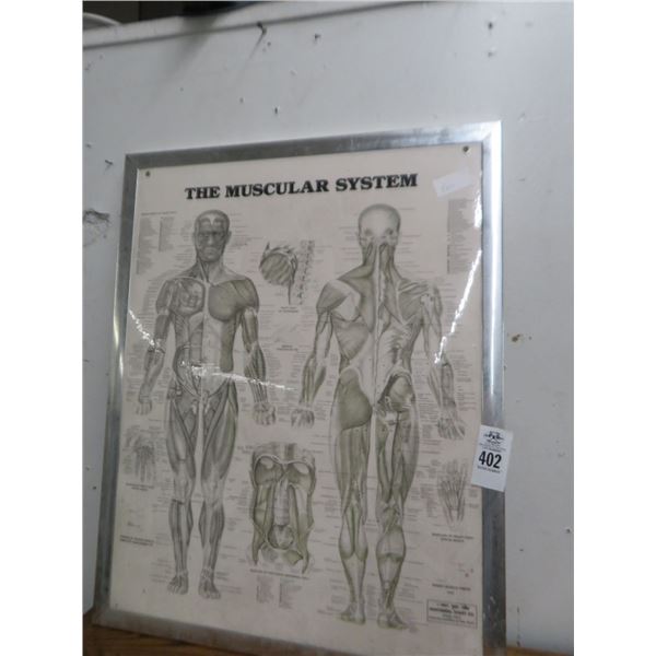 Framed Muscular System Print