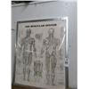 Image 1 : Framed Muscular System Print