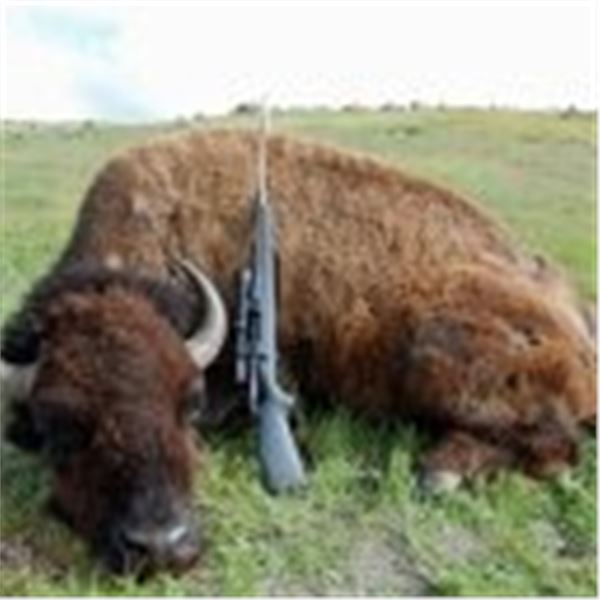 California Buffalo Hunt
