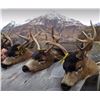 Image 1 : Kodiak Island - Sitka Blacktail & Sea Duck Combo