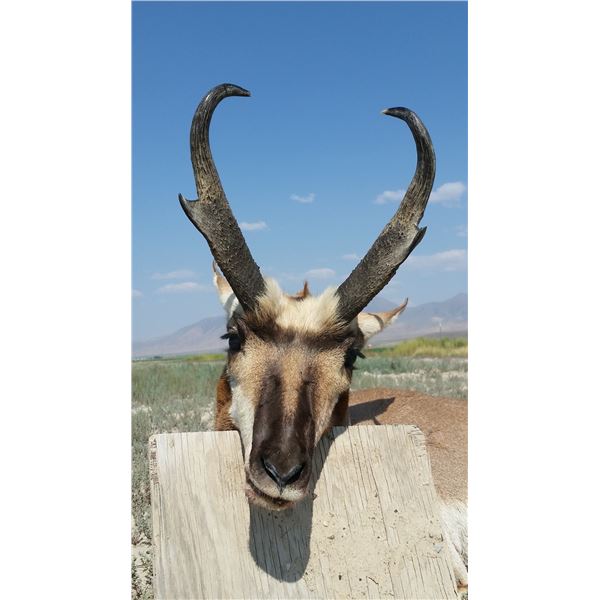 Wyoming Guided Antelope Buck Hunt