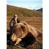 Image 2 : Alaska 7 Day Grizzly Bear Hunt