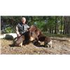 Image 4 : 2 Black Bear Hunt in Alberta