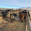 Image 1 : Idaho Dairies/Ranches - 24 Cows (Burley, ID)