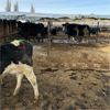 Image 3 : Idaho Dairies/Ranches - 24 Cows (Burley, ID)