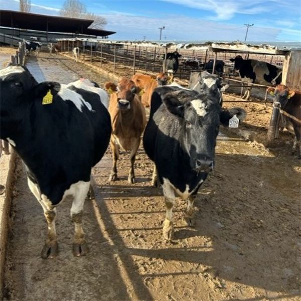 Idaho Dairies/Ranches - 30 Cows (Burley, ID)