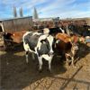 Image 2 : Idaho Dairies/Ranches - 30 Cows (Burley, ID)
