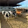 Image 3 : Idaho Dairies/Ranches - 30 Cows (Burley, ID)
