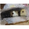 Image 10 : Box of Assorted Automotive parts (Includes seals, headlight dial switches for Dodge Ram, Intake Mani