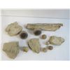 Image 3 : Items Found in Saskatchewan Petrified Forest