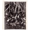 Image 1 : Paul Strand "Crocus and Primroses" Print, 1957 [159769]