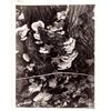 Image 1 : Paul Strand "Fungus" Print, 1967 [159765]