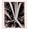 Image 1 : Paul Strand "Iris Facing Winter" Print, 1973 [159779]