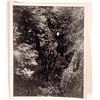Image 1 : Paul Strand "The Garden" Print, 1964 [159775]