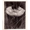 Image 1 : Paul Strand "Toadstool and Grasses" Print, 1928 [159763]