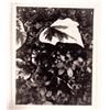 Image 1 : Paul Strand "Yellow Vine and Rock Plants" Print, 1960 [159773]