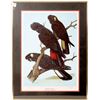 Image 1 : Beautiful Collection of Framed Bird Prints - 3 [135155]