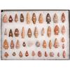 Image 2 : Points from Kay County, Oklahoma [160016]