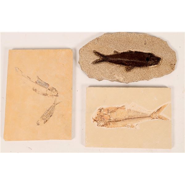 Green River Fish Fossils, 3 [160684]