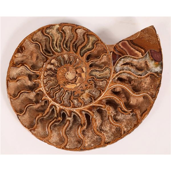 Exceptional Ammonite Fossil [159025]