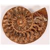 Image 1 : Exceptional Ammonite Fossil [159025]