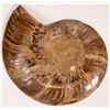 Image 2 : Exceptional Ammonite Fossil [159025]