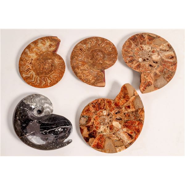 Polished Ammonite Fossils, 3 [160509]