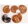 Image 1 : Polished Ammonite Fossils, 3 [160509]