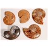 Image 2 : Polished Ammonite Fossils, 3 [160509]