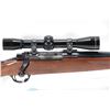 Image 2 : Non-Restricted rifle Ruger model M77, 6mm Rem bolt action, w/ bbl length 22" [Polished blue barrel a